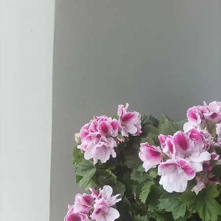 Venizelos Apartment